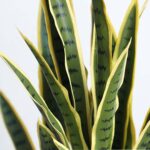 5-SOGA 70cm Artificial Indoor Yellow Edge Tiger Piran Fake Decoration Tree Flower Pot Plant