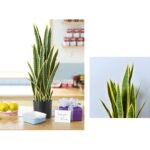 3-SOGA 50cm Artificial Indoor Yellow Edge Tiger Piran Fake Decoration Tree Flower Pot Plant