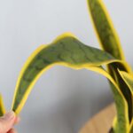 4-SOGA 50cm Artificial Indoor Yellow Edge Tiger Piran Fake Decoration Tree Flower Pot Plant