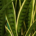 6-SOGA 50cm Artificial Indoor Yellow Edge Tiger Piran Fake Decoration Tree Flower Pot Plant