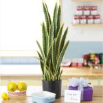 7-SOGA 50cm Artificial Indoor Yellow Edge Tiger Piran Fake Decoration Tree Flower Pot Plant