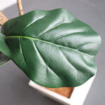 4-SOGA 120cm Green Artificial Indoor Qin Yerong Tree Fake Plant Simulation Decorative