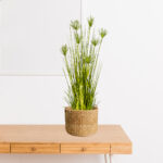 Home Or Office Indoor Greenery Accent