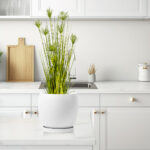 Home Or Office Indoor Greenery Accent