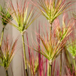 7-SOGA 120cm Purple-Red Artificial Indoor Potted Papyrus Plant Tree Fake Simulation Decorative