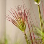 5-SOGA 2X 150cm Purple-Red Artificial Indoor Potted Papyrus Plant Tree Fake Simulation Decorative