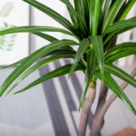 5-SOGA 180cm Green Artificial Indoor Brazlian Iron Tree Fake Plant Decorative 3 Heads