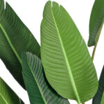5-SOGA 245cm Artificial Giant Green Birds of Paradise Tree Fake Tropical Indoor Plant Home Office Decor