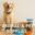 Animal & Pet Supplies