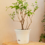 3-SOGA 19.5 cm White Plastic Plant Pot Self Watering Planter Flower Bonsai Indoor Outdoor Garden Decor Set of 2