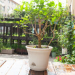 2-SOGA 19.5 cm  Plastic Plant Pot Self Watering Planter Flower Bonsai Indoor Outdoor Garden Decor Set of 3