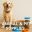 Animal & Pet Supplies