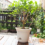2-SOGA 19.5 cm  Plastic Plant Pot Self Watering Planter Flower Bonsai Indoor Outdoor Garden Decor Set of 3